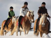 Die weißen Landschaften rund um Schenna auf dem Rücken Haflingers erkunden