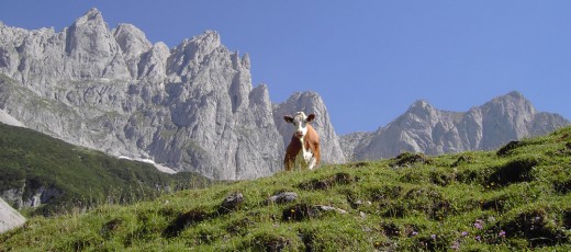 Mit dem Shuttle bequem in die Kitzbühel Alpen